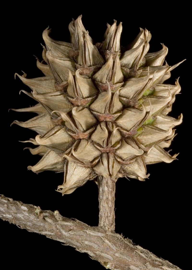 Allocasuarina thuyoides photo 2