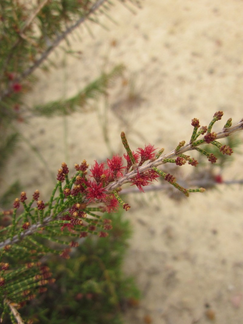 Allocasuarina thuyoides photo 3