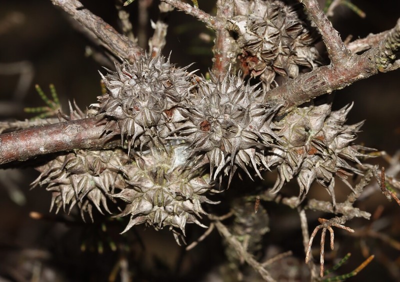 Allocasuarina thuyoides photo 4