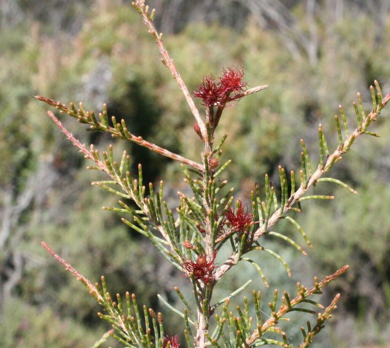 Allocasuarina thuyoides photo 5