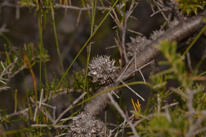 Allocasuarina thuyoides photo 6