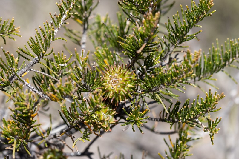 Allocasuarina thuyoides photo 7