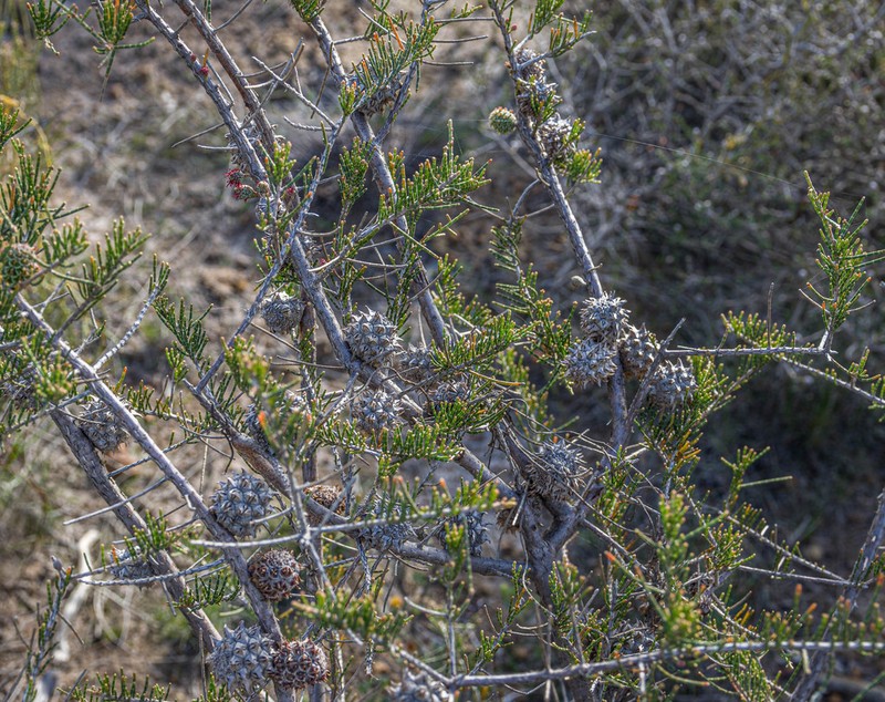 Allocasuarina thuyoides photo 8