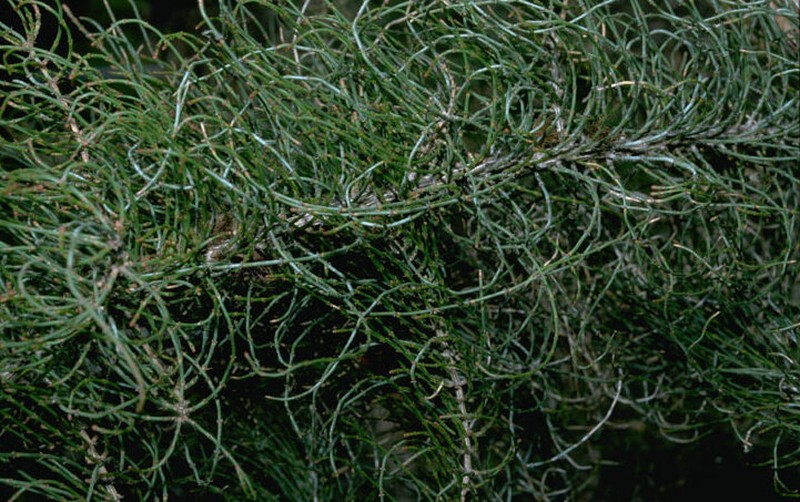 Allocasuarina tortiramula
