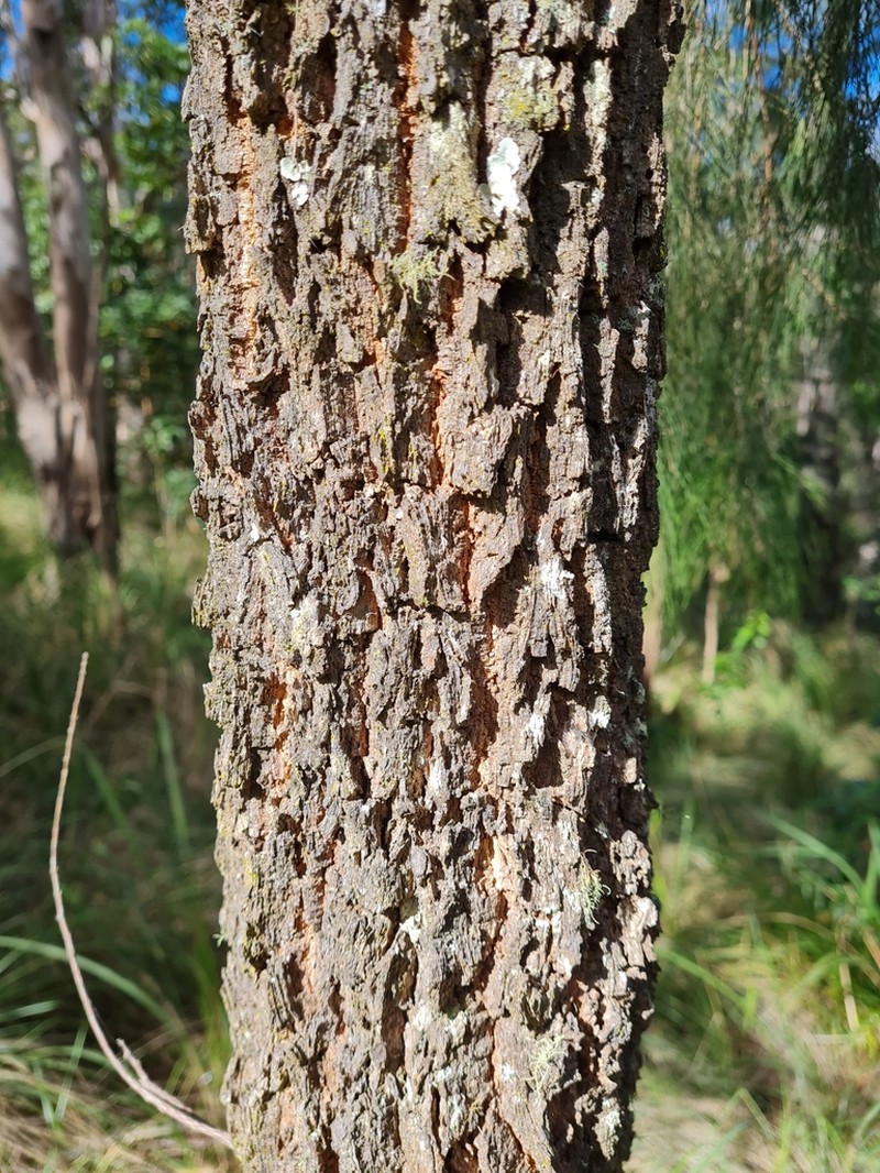 Forest-Oak photo 4