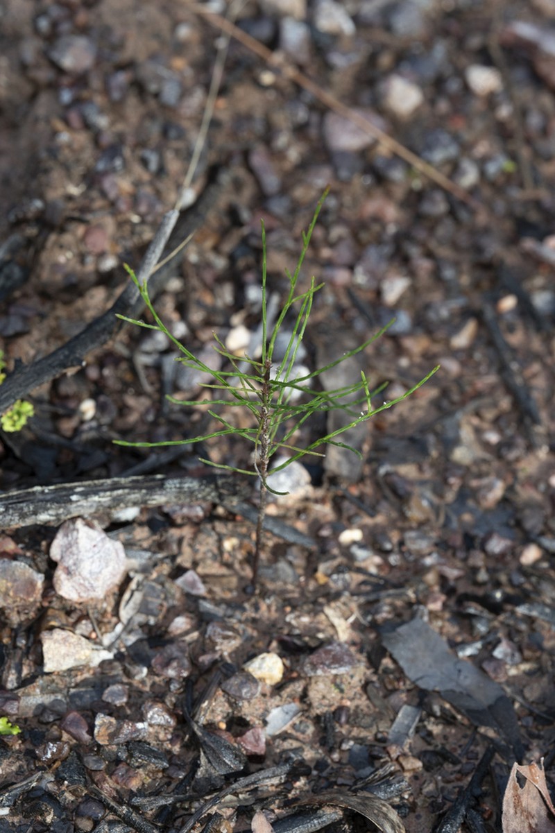 Forest-Oak photo 5