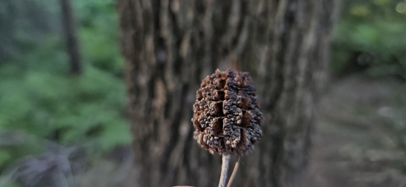 Forest-Oak photo 6