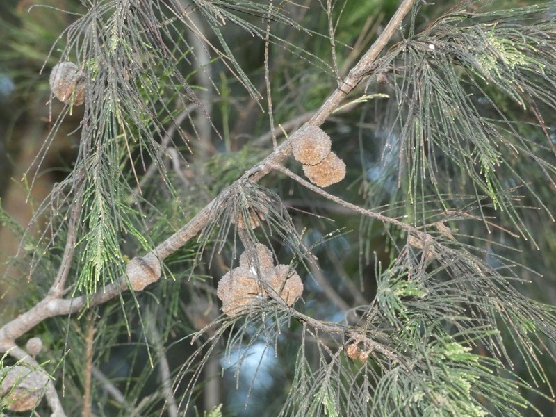 Forest-Oak photo 7