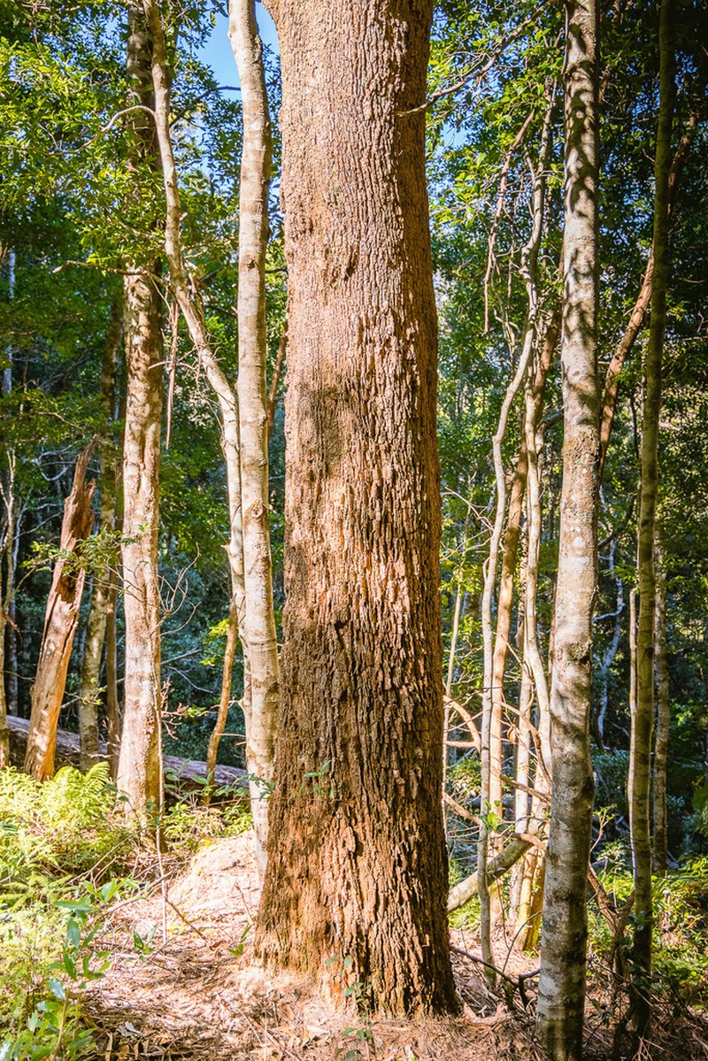Forest-Oak photo 8