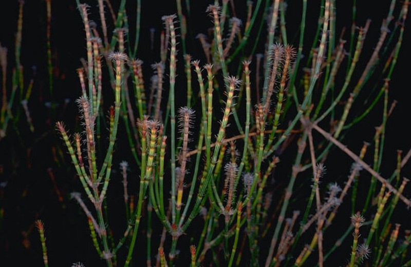 Allocasuarina trichodon