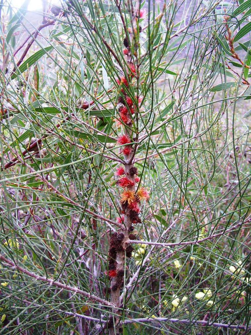 Allocasuarina trichodon photo 2