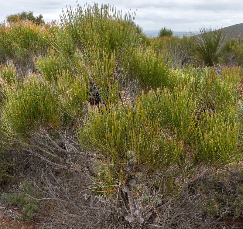 Allocasuarina trichodon photo 3