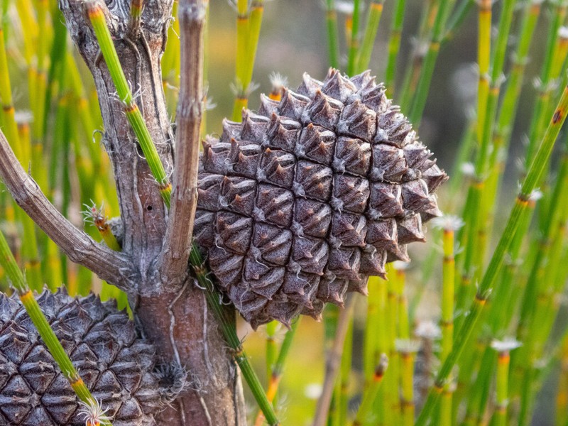 Allocasuarina trichodon photo 4