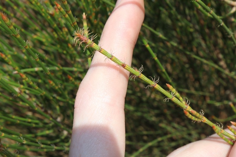 Allocasuarina trichodon photo 5