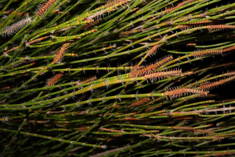 Allocasuarina trichodon photo 6