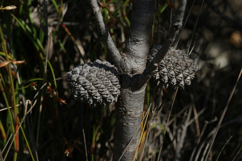 Allocasuarina trichodon photo 7
