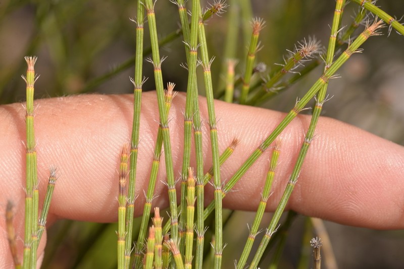 Allocasuarina trichodon photo 8