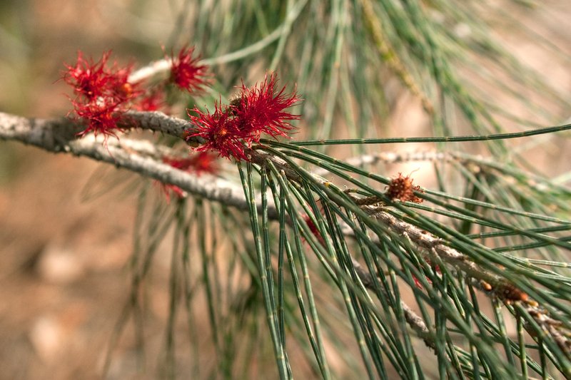 Drooping She-Oak photo 4
