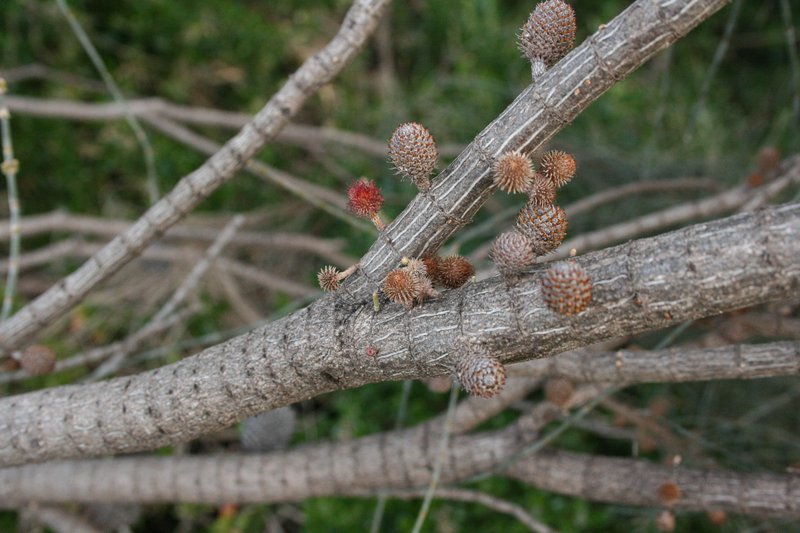 Drooping She-Oak photo 5