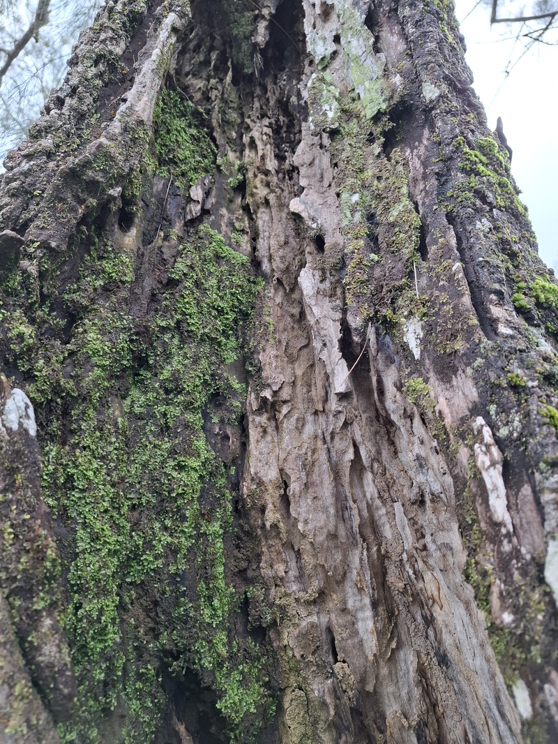 Drooping She-Oak photo 6