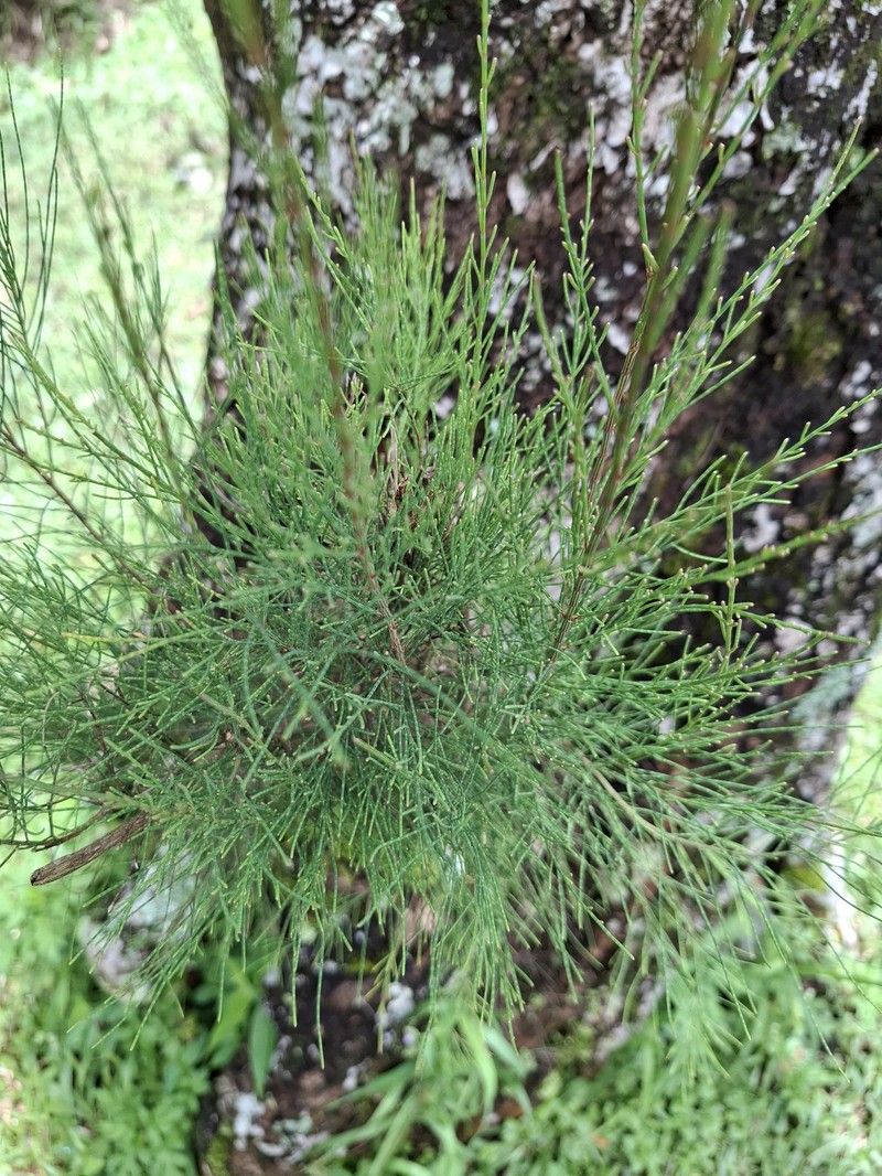 Drooping She-Oak photo 7