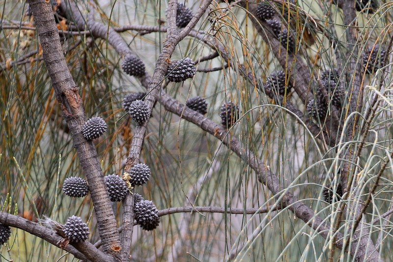 Drooping She-Oak photo 8