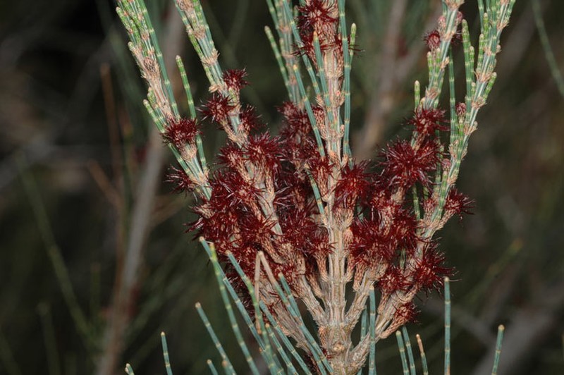 Allocasuarina zephyrea