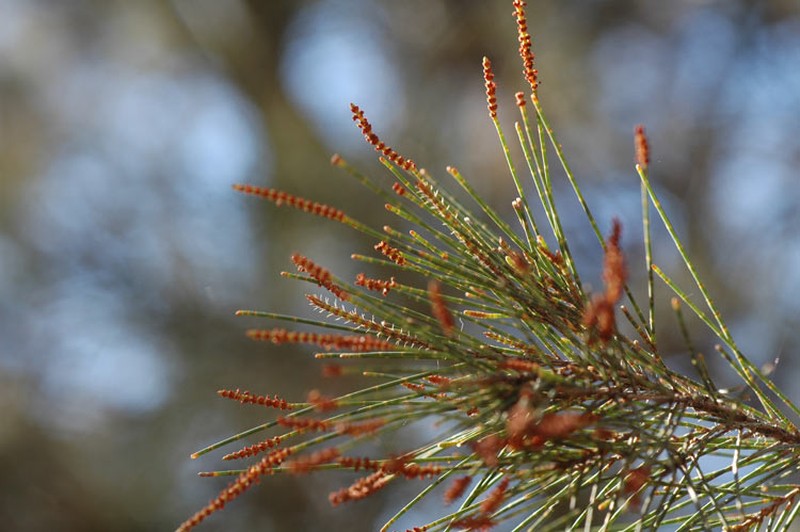 Allocasuarina zephyrea photo 2