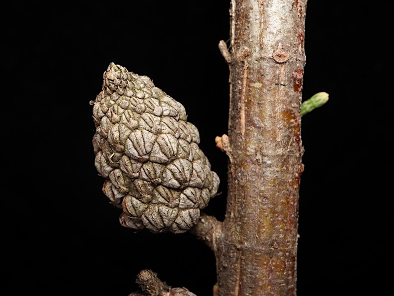 Allocasuarina zephyrea photo 3