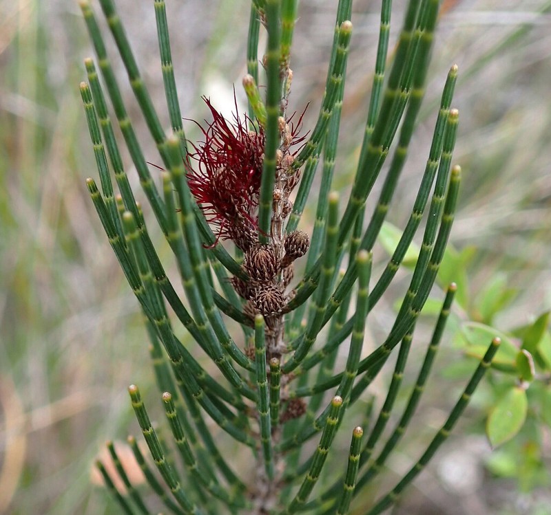 Allocasuarina zephyrea photo 4