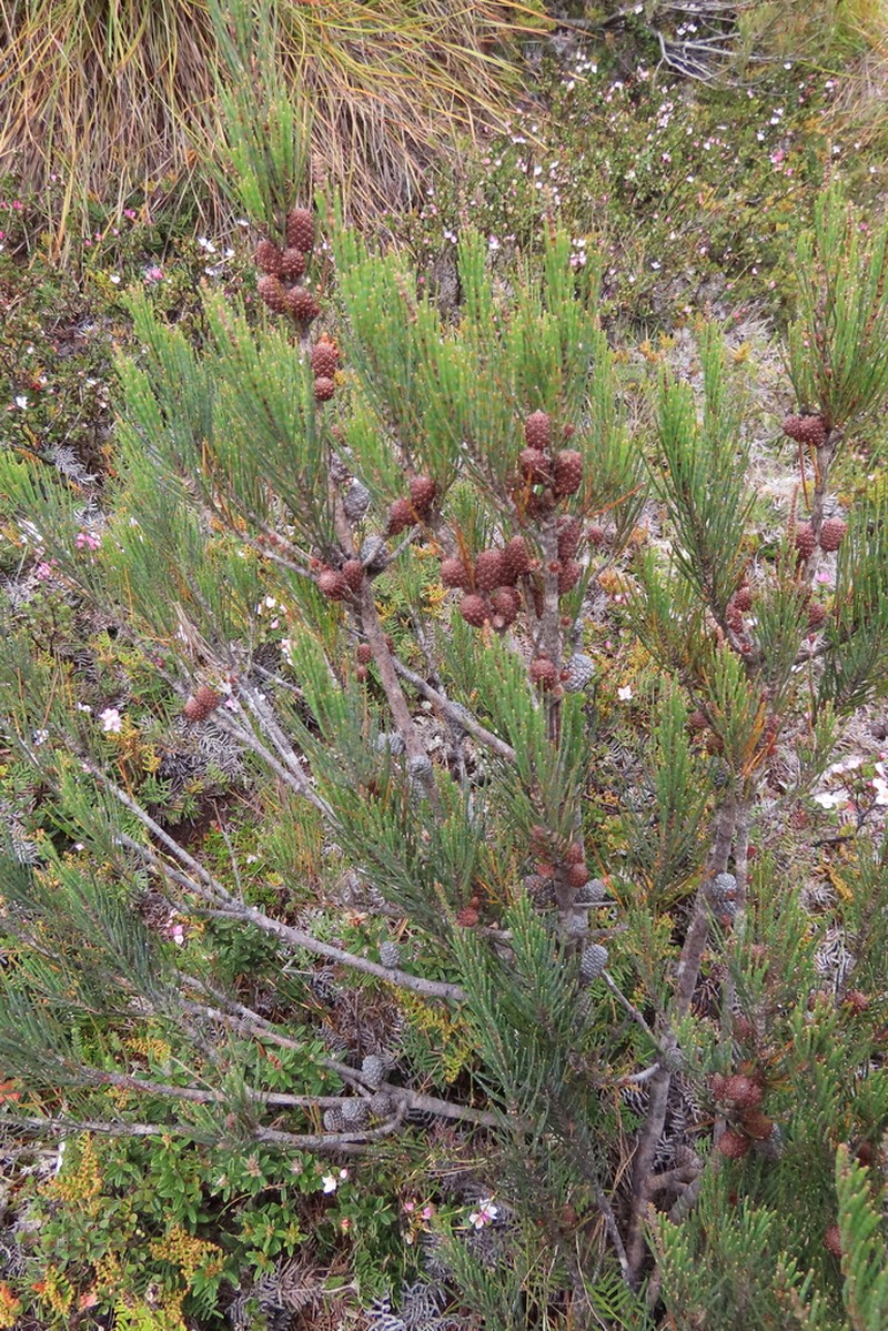 Allocasuarina zephyrea photo 5