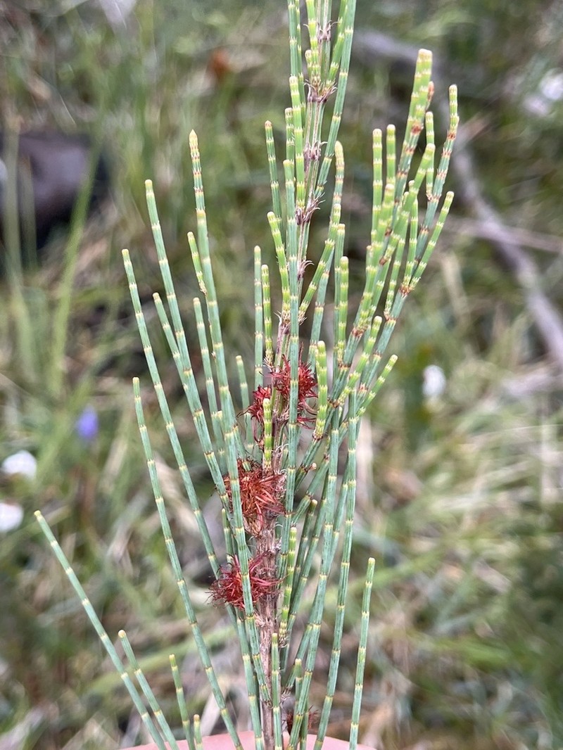 Allocasuarina zephyrea photo 6