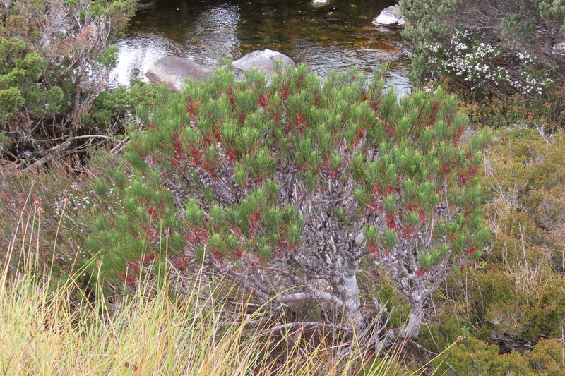 Allocasuarina zephyrea photo 7