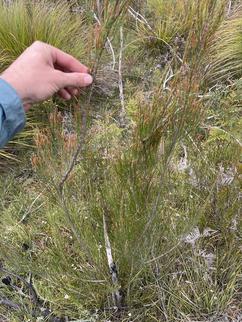 Allocasuarina zephyrea photo 8