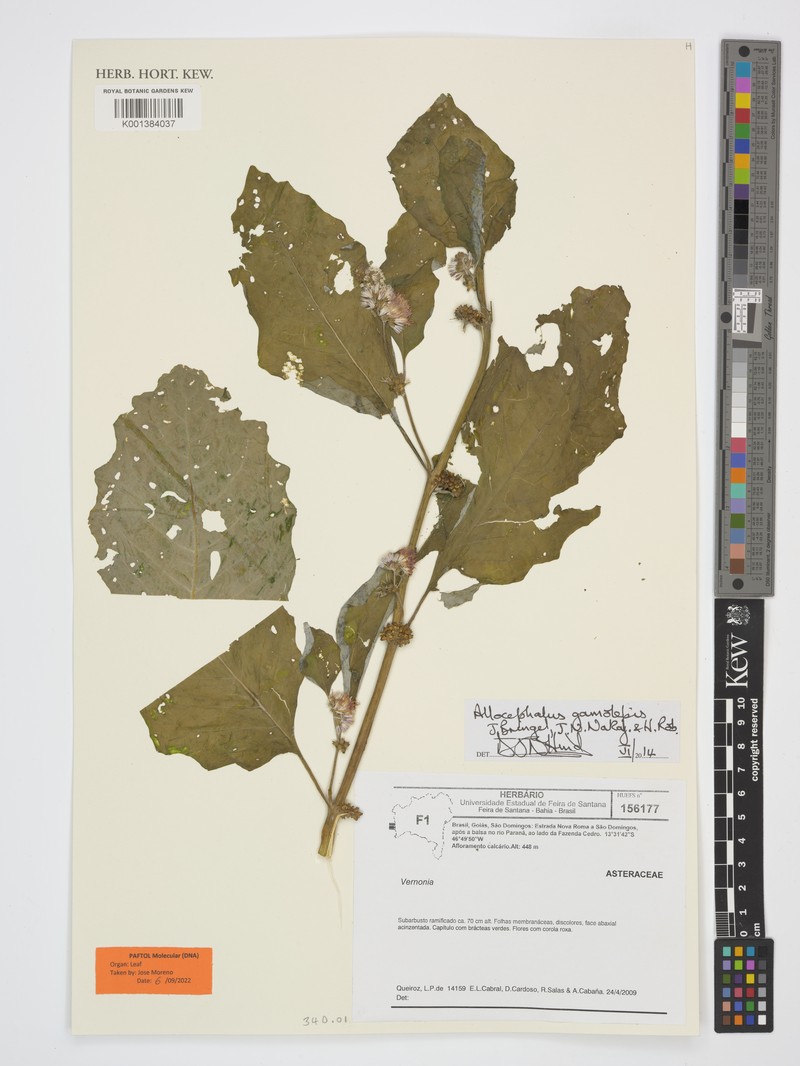 Allocephalus gamolepis