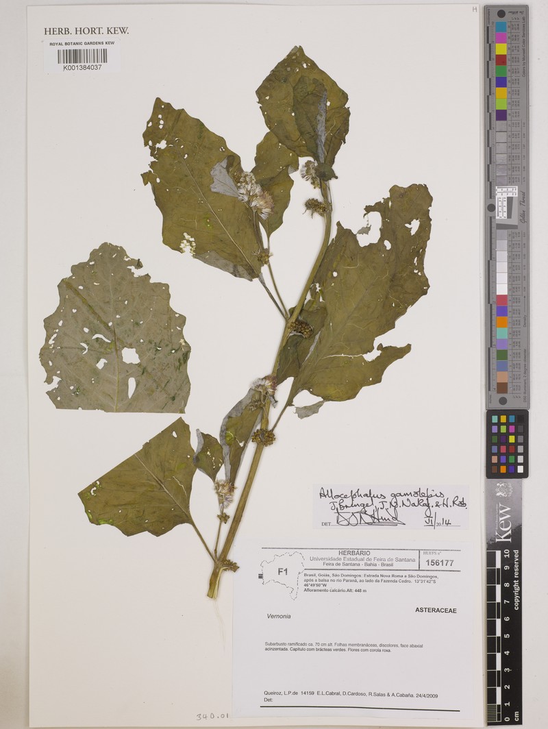Allocephalus gamolepis