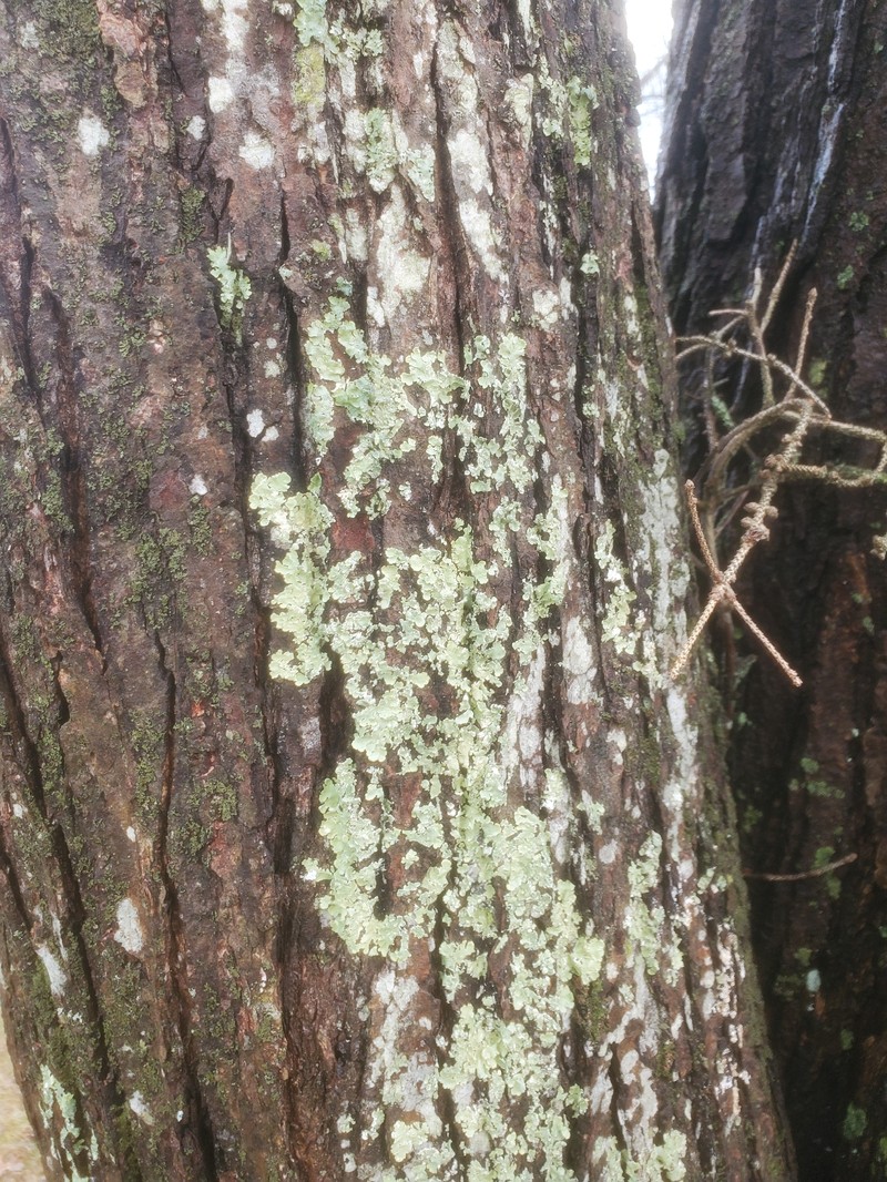 Allocetraria oaksiana