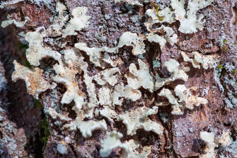 Allocetraria oaksiana photo 2