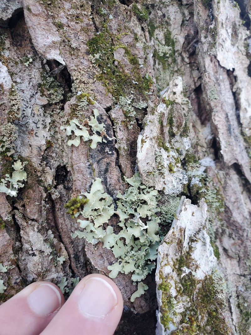 Allocetraria oaksiana photo 3