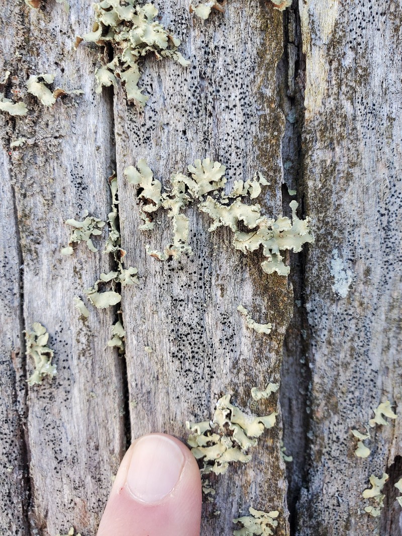 Allocetraria oaksiana photo 4