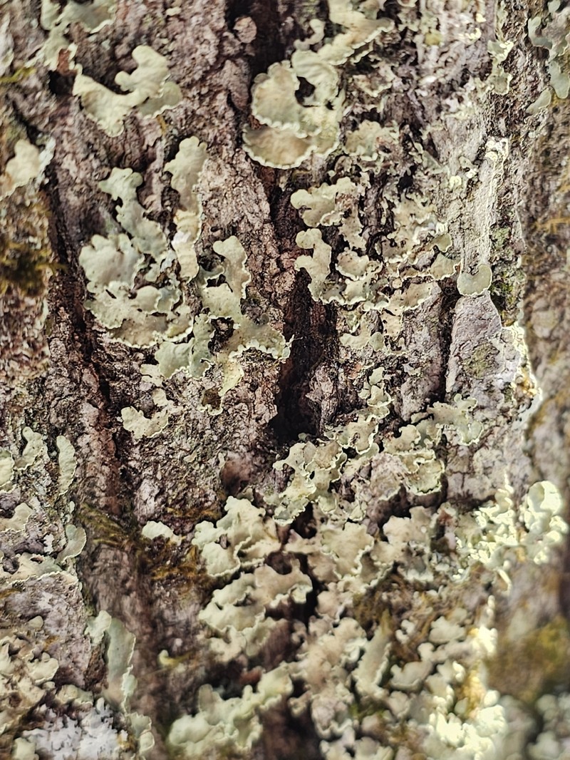 Allocetraria oaksiana photo 6