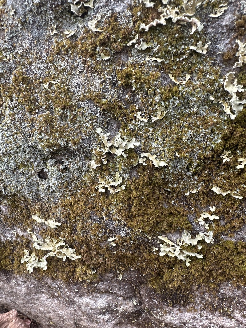Allocetraria oaksiana photo 7