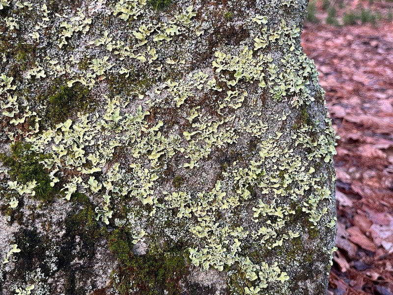 Allocetraria oaksiana photo 8