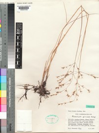 Alloeochaete geniculata