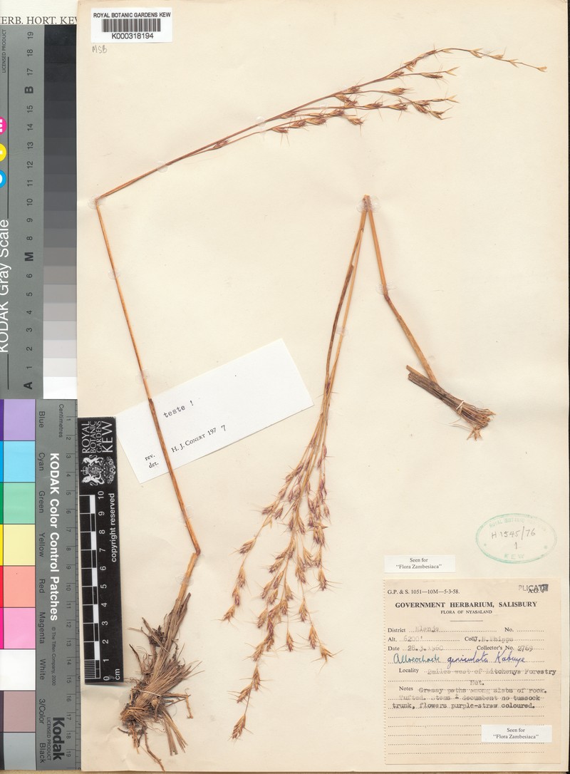 Alloeochaete geniculata photo 2
