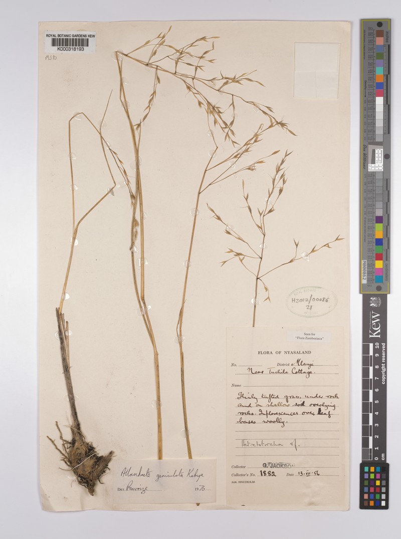 Alloeochaete geniculata photo 3