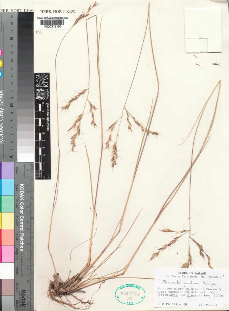 Alloeochaete gracillima