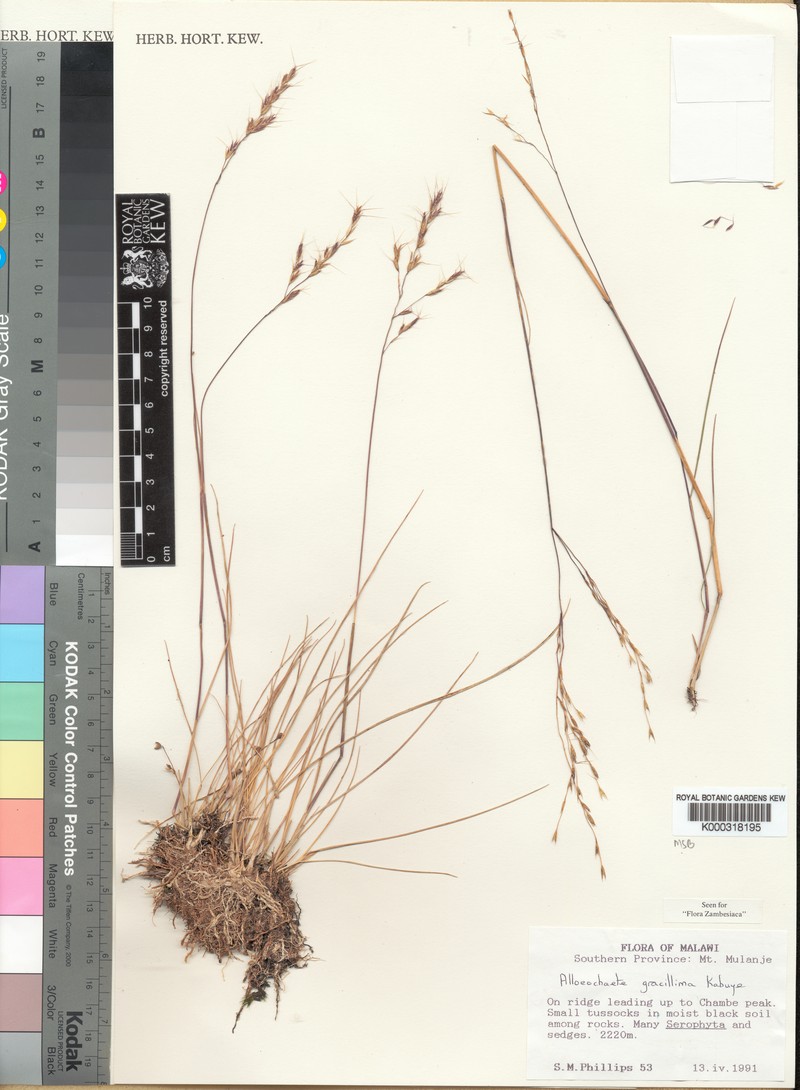 Alloeochaete gracillima photo 2
