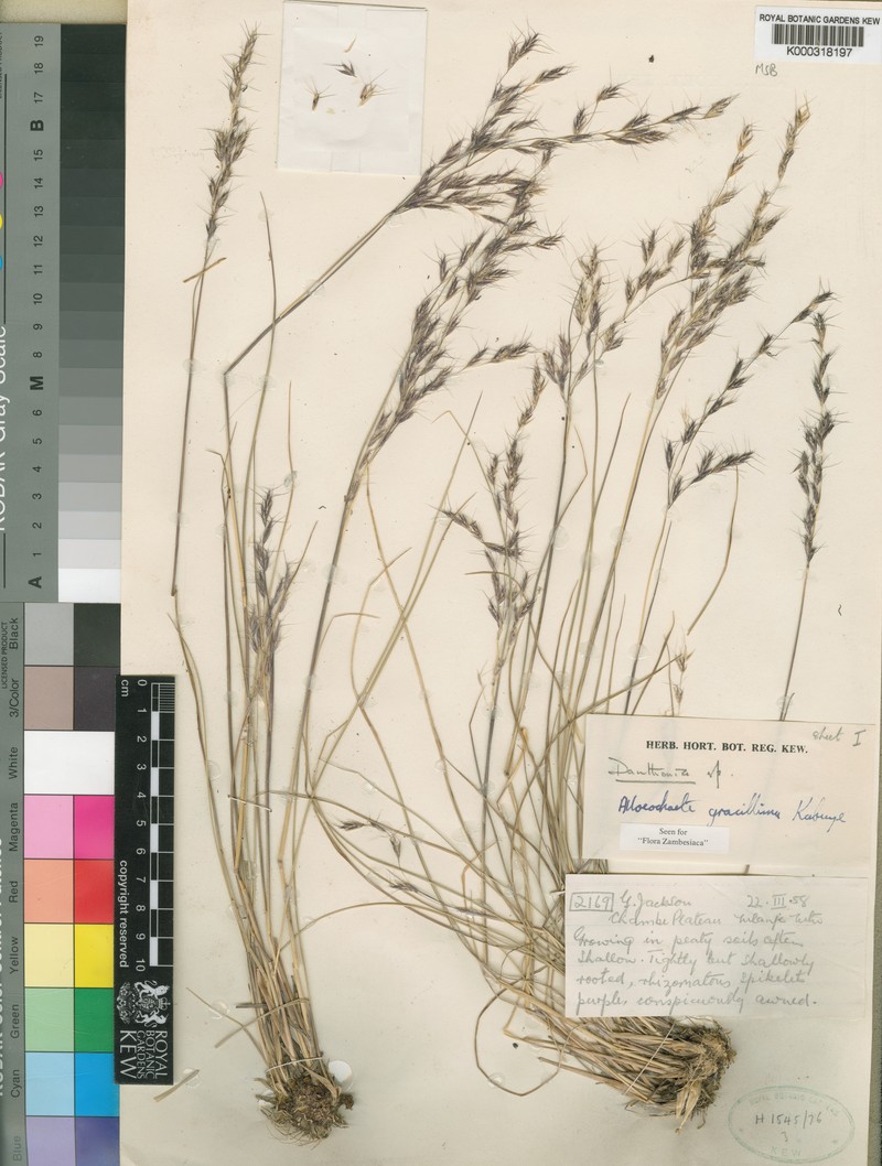Alloeochaete gracillima photo 3