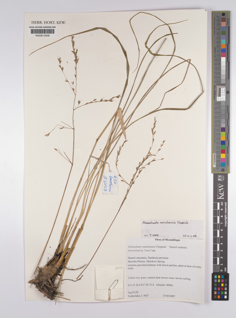 Alloeochaete namuliensis